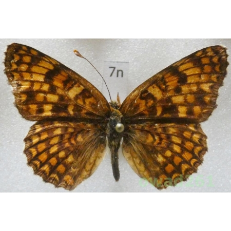 Melitaea phoebe (Denis & Schiffermüller, 1775) Czech7n